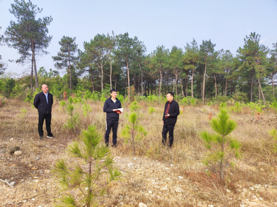 市审计局关注临占地森林植被恢复完成情况