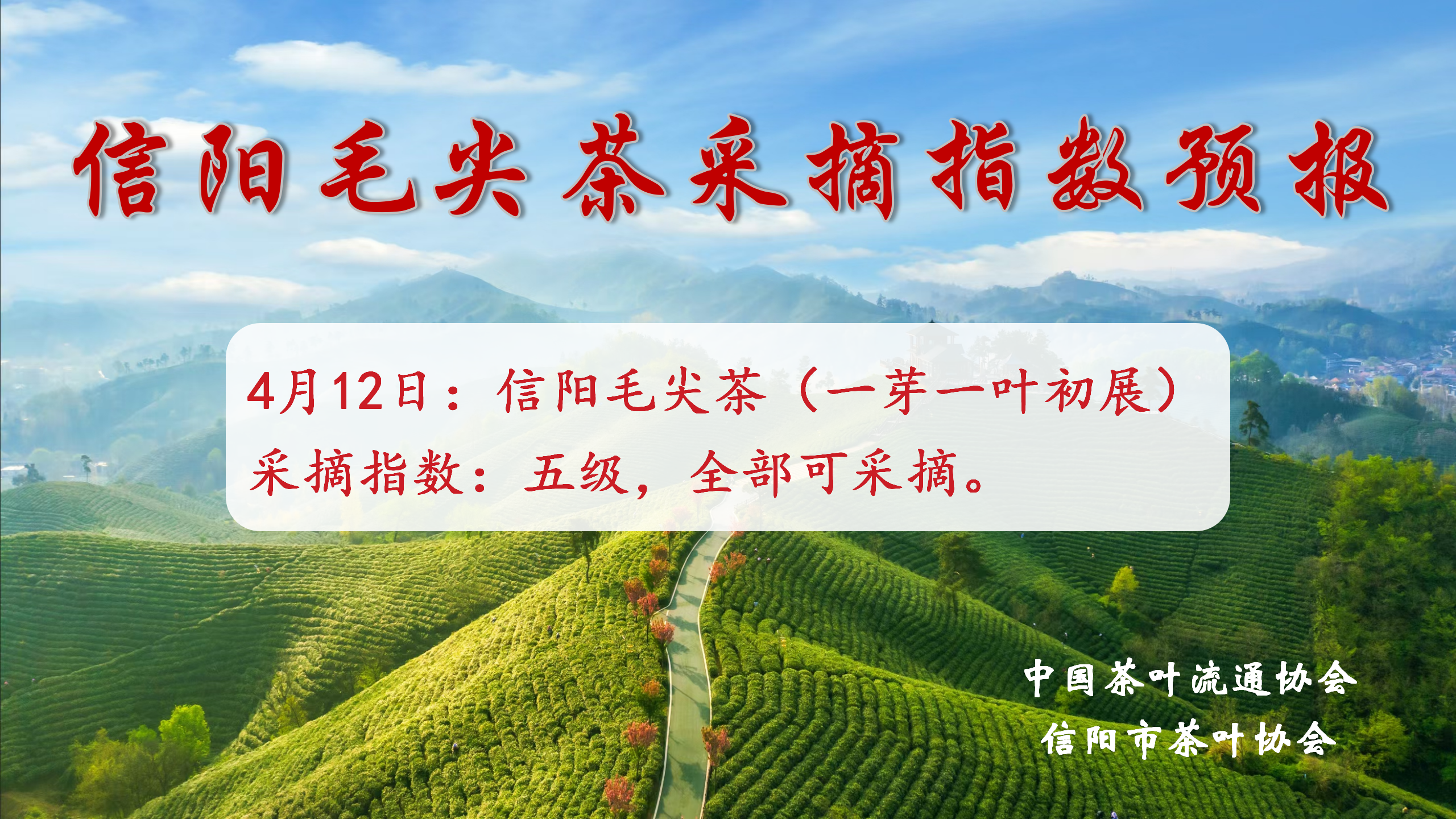 信阳毛尖茶采摘指数预报（4月9日）