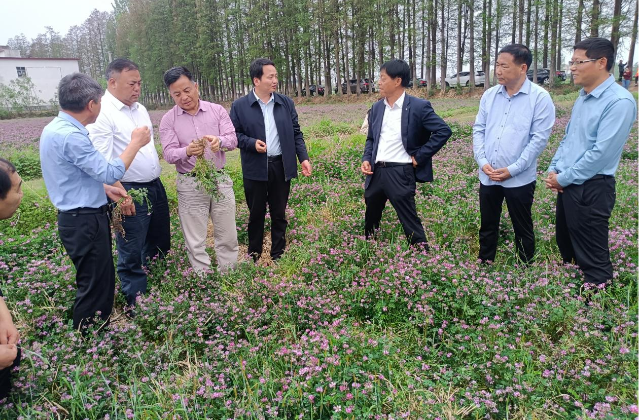 科技赋能生态农业，专家把脉绿肥产业