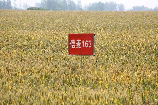 河南省小麦产业技术体系信阳小麦大面积单产提升技术现场观摩暨培训会在罗山成功举办