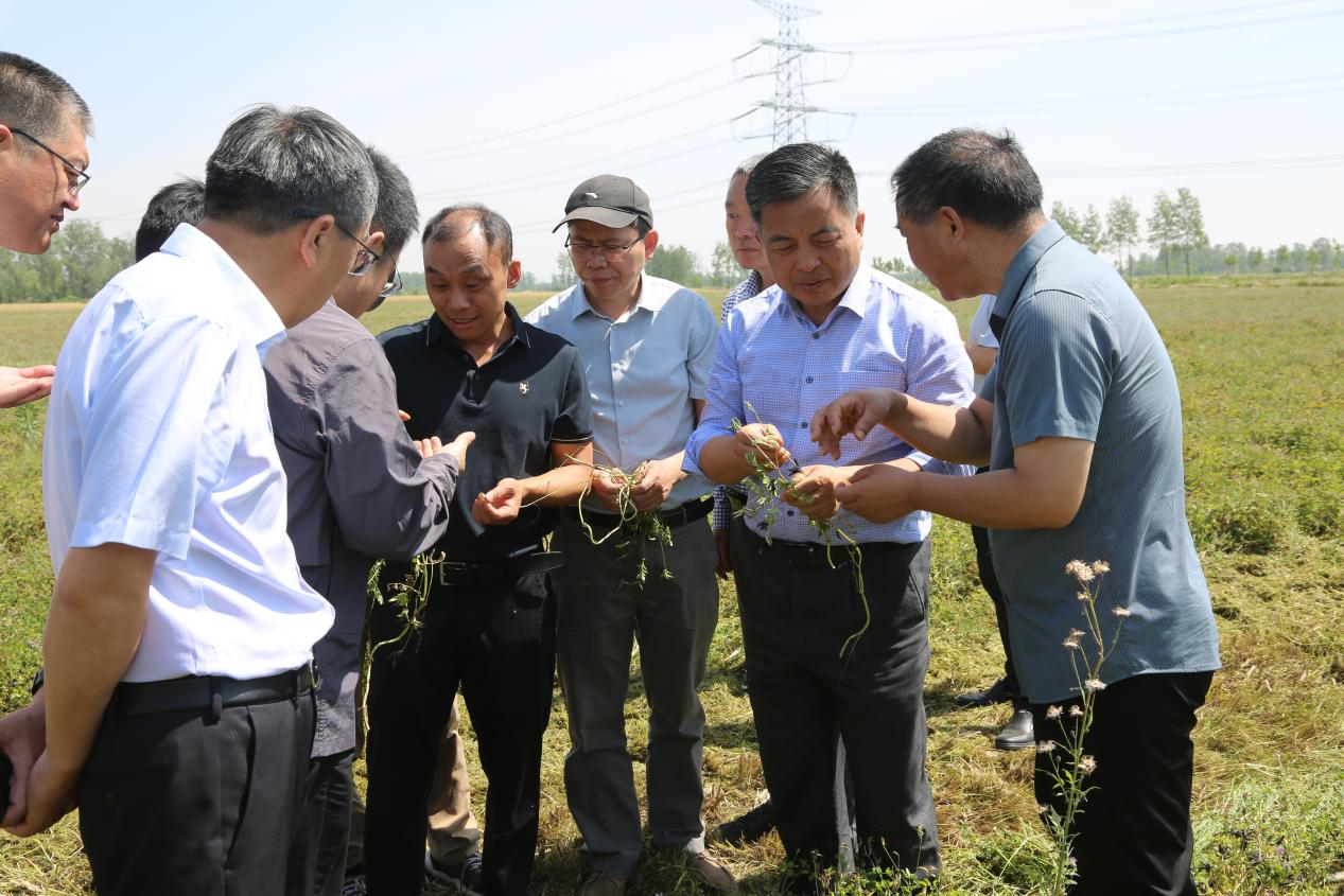 国家绿肥产业技术体系2025年度 紫云英种子生产罗山现场观摩会成功举办