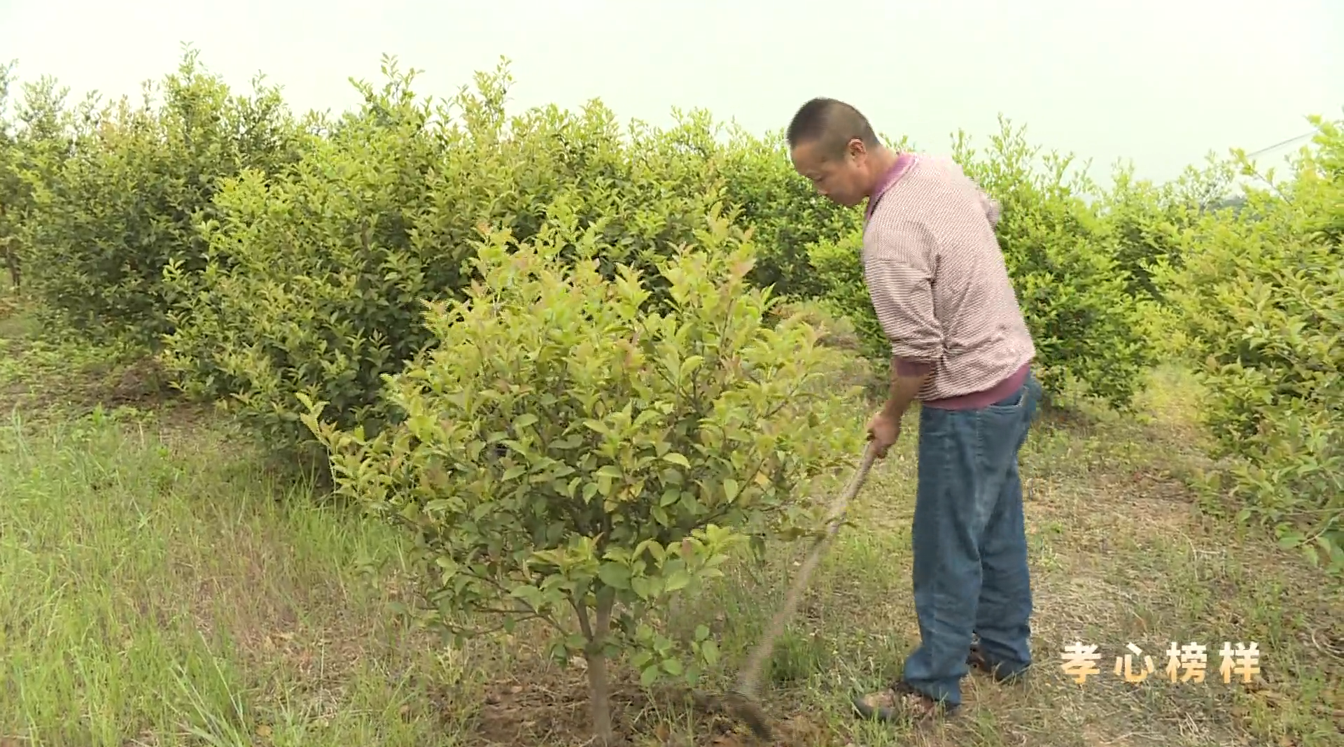 孝心榜样 | 夏宗腾：传递榜样力量 引领文明风尚