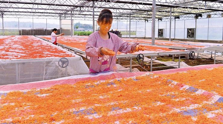 新县阳土墩村60亩豫红花1号迎丰收