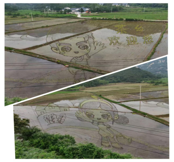 罗山县农科所：稻田为纸绘新景 乡村振兴添动能