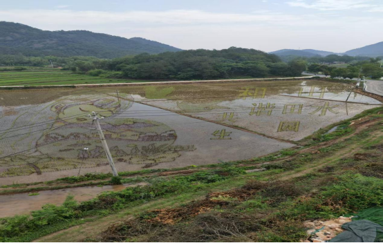 罗山县农科所：稻田为纸绘新景 乡村振兴添动能