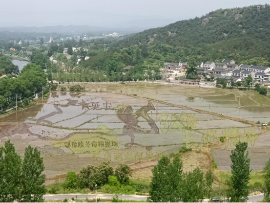 罗山县农科所：稻田为纸绘新景 乡村振兴添动能