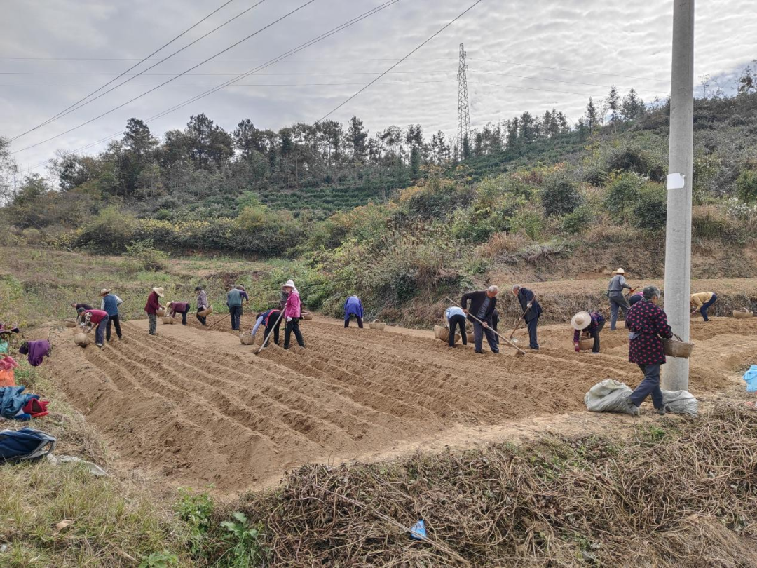 新县吴陈河镇王洼村：“金药材”铺就乡村振兴致富路