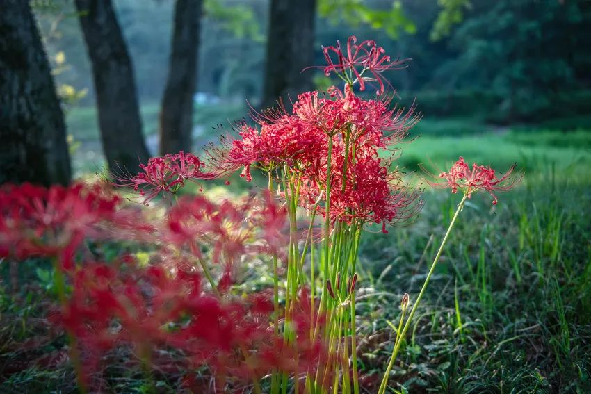 信阳市新县：秋光浅染 彼岸花开_fororder_彼岸花盛放（党智华 摄）