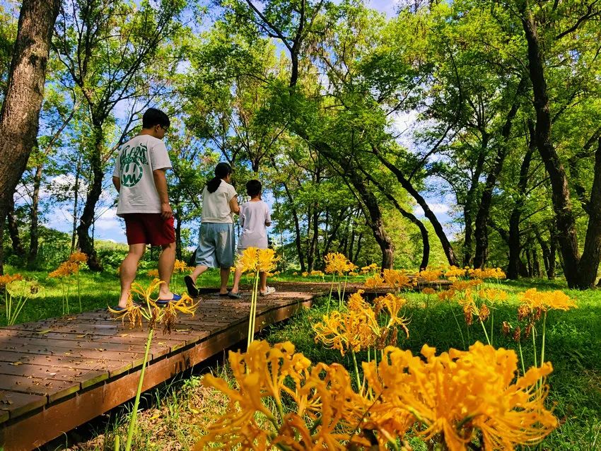 信阳市新县：秋光浅染 彼岸花开_fororder_盛开的彼岸花吸引了游人前来观赏（张海 摄）