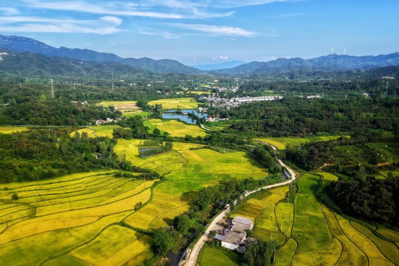 李家寨镇：稻田金黄绘出乡村好“丰”景