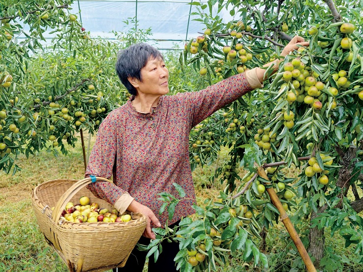 浉河区：冬枣采摘忙