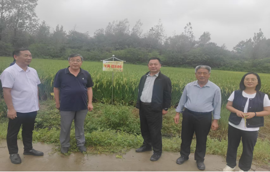 省农科院粮作所所长程泽强到我县调研