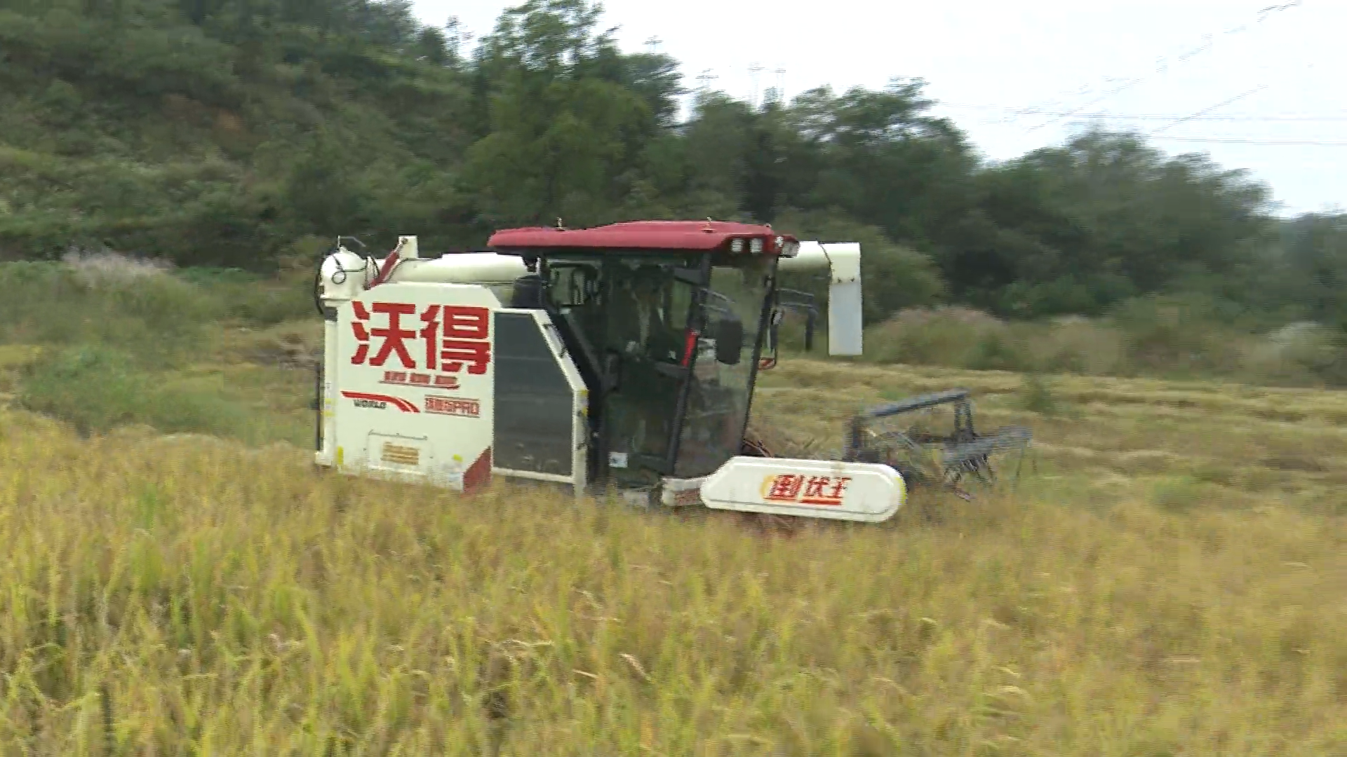 陈店乡:金秋稻浪涌 粒粒谷归仓 陈店乡:金秋稻浪涌 粒粒谷归仓