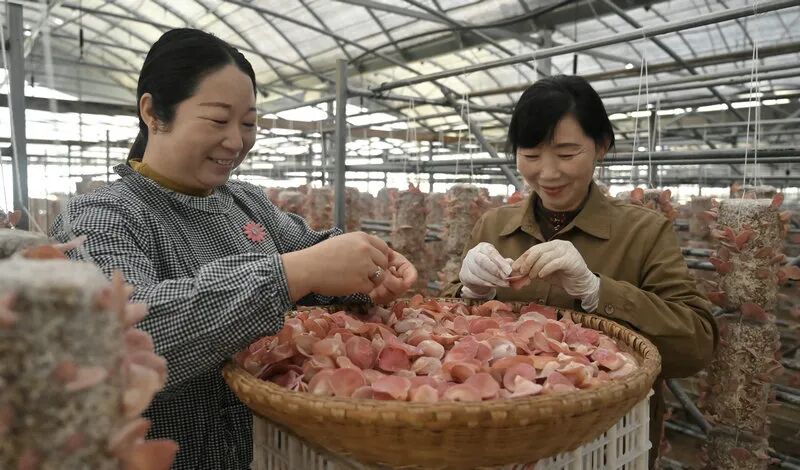 信阳市新县:小小“粉木耳” 变身“致富花”_fororder_筛选粉木耳(焦汉平 摄)