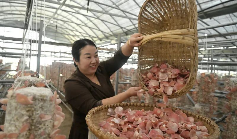 信阳市新县:小小“粉木耳” 变身“致富花”_fororder_将采摘的粉木耳倒在筛子上(焦汉平 摄)