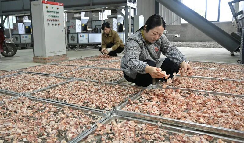 信阳市新县:小小“粉木耳” 变身“致富花”_fororder_晾晒粉木耳(焦汉平 摄)