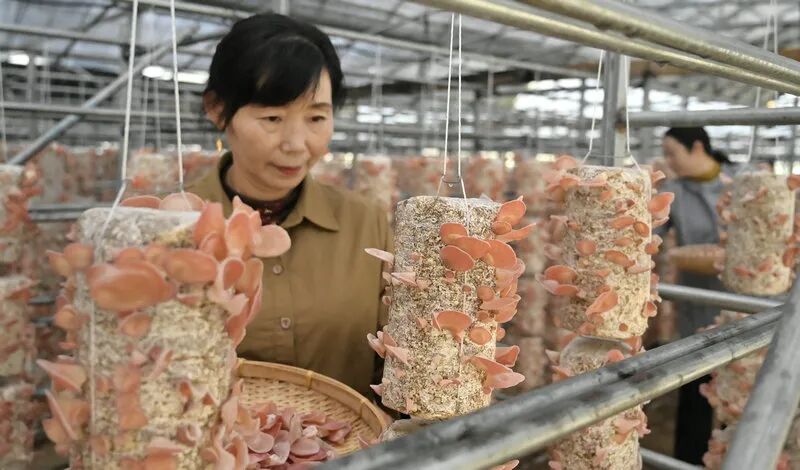 信阳市新县:小小“粉木耳” 变身“致富花”_fororder_粉木耳长势良好(焦汉平 摄)