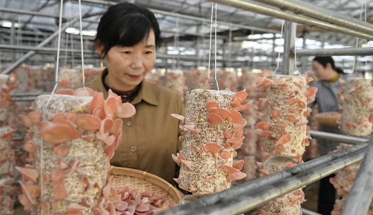 图说信阳｜万棒“粉木耳”进入采收季
