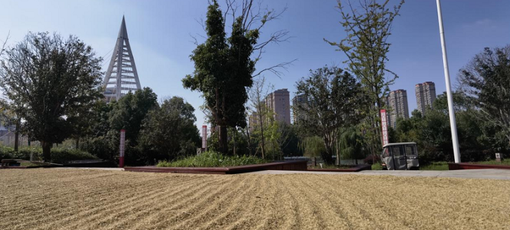 农户抢晴忙秋收 农户抢晴忙秋收