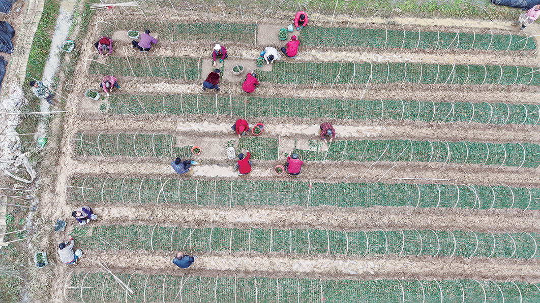 重磅！河南诞生国家级茶树新品种