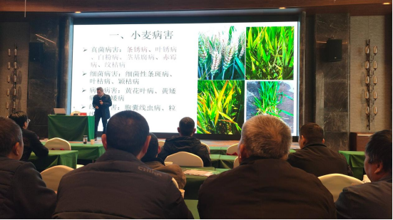 聚焦单产提升！<br>罗山县农科所召开小麦技术培训与观摩会