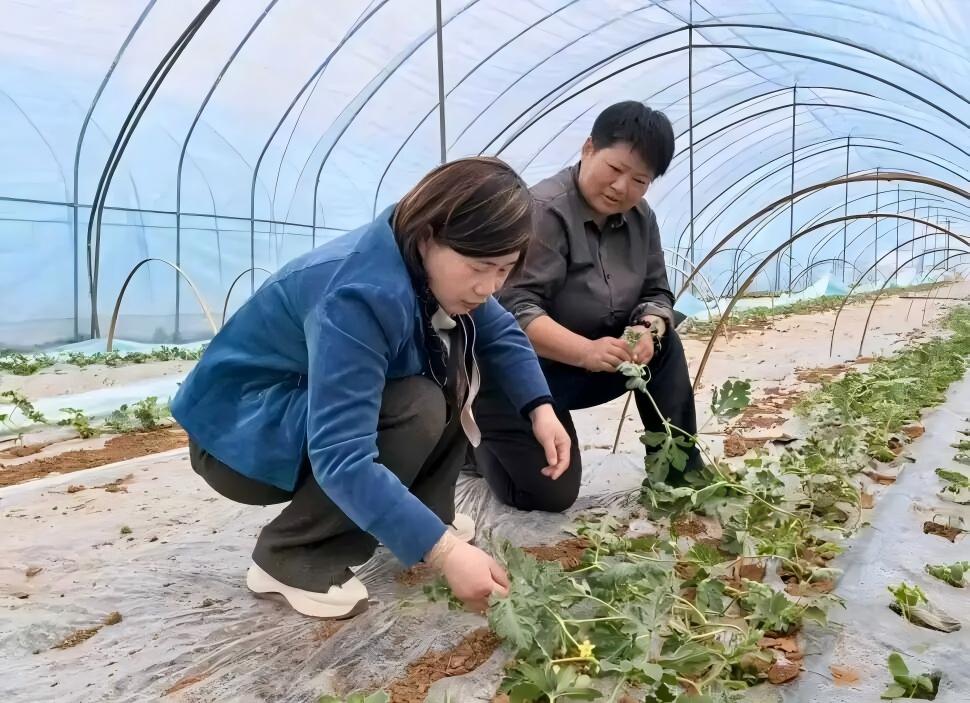 洋河镇：“安心草莓”红火  乡村“甜”业正兴