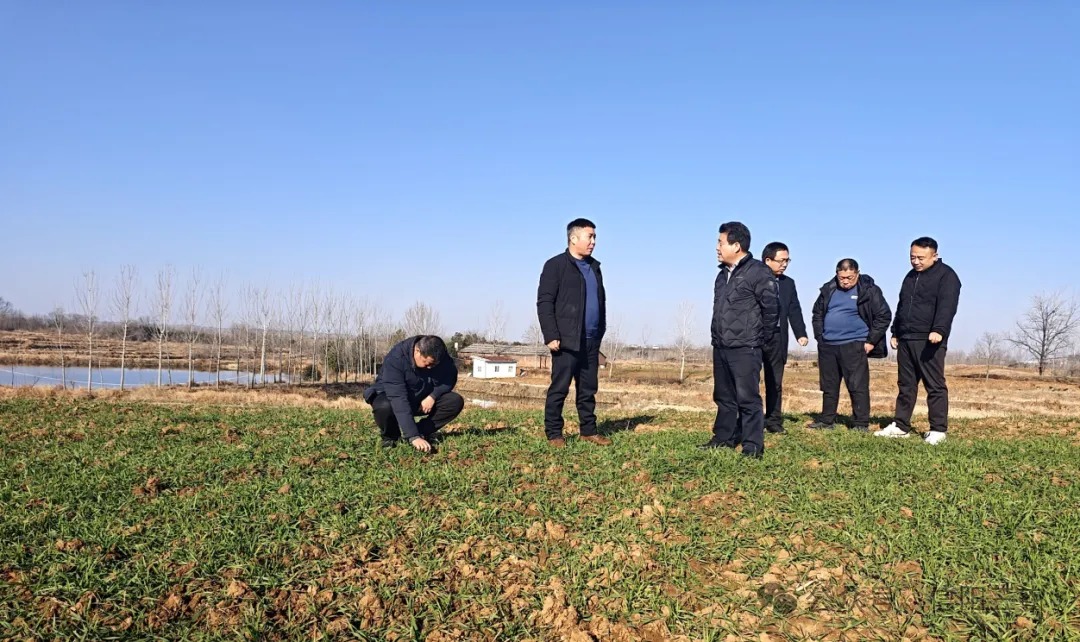 市农技中心到光山县调研指导小麦品种试验示范工作