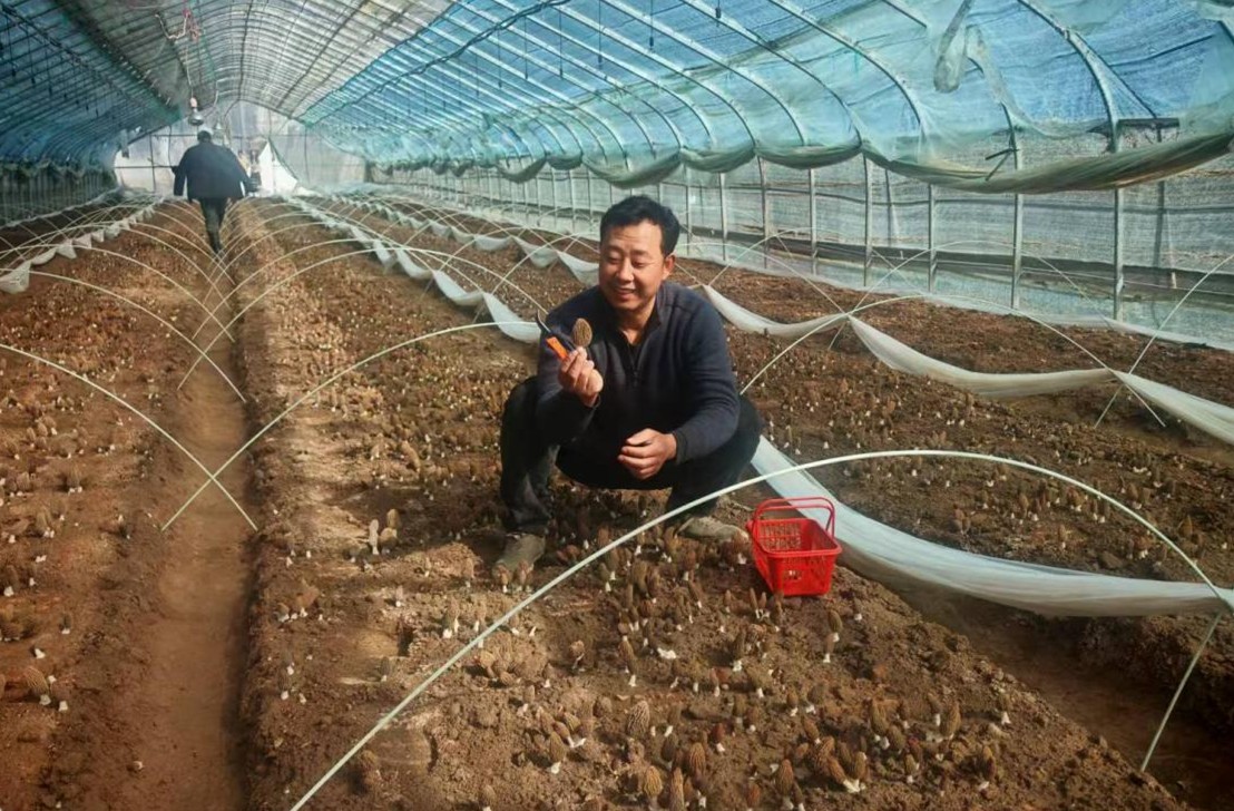 平昌关镇羊肚菌“破土报春”年前上市，小菌菇撑起乡村“致富伞”