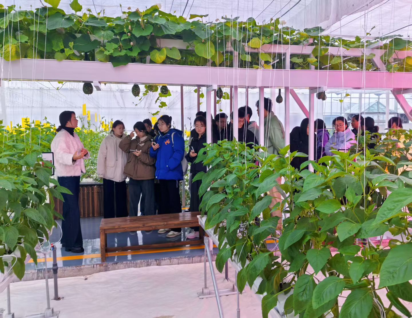 平桥区五里镇:春和景明硕果香 “棚”勃发展绘新景 平桥区五里镇:春和景明硕果香 “棚”勃发展绘新景
