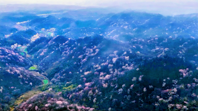 南向店乡：万亩野樱迎春开 王母观上新春日盛景