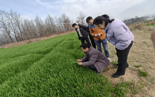 罗山县农科所：科技赋能小麦春管 弱苗转壮显成效