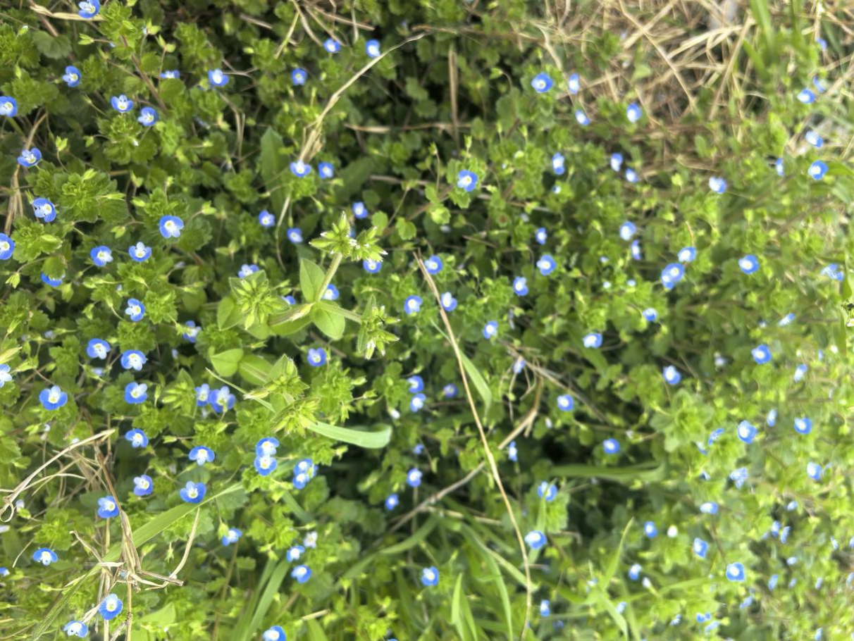 记忆里的小蓝花