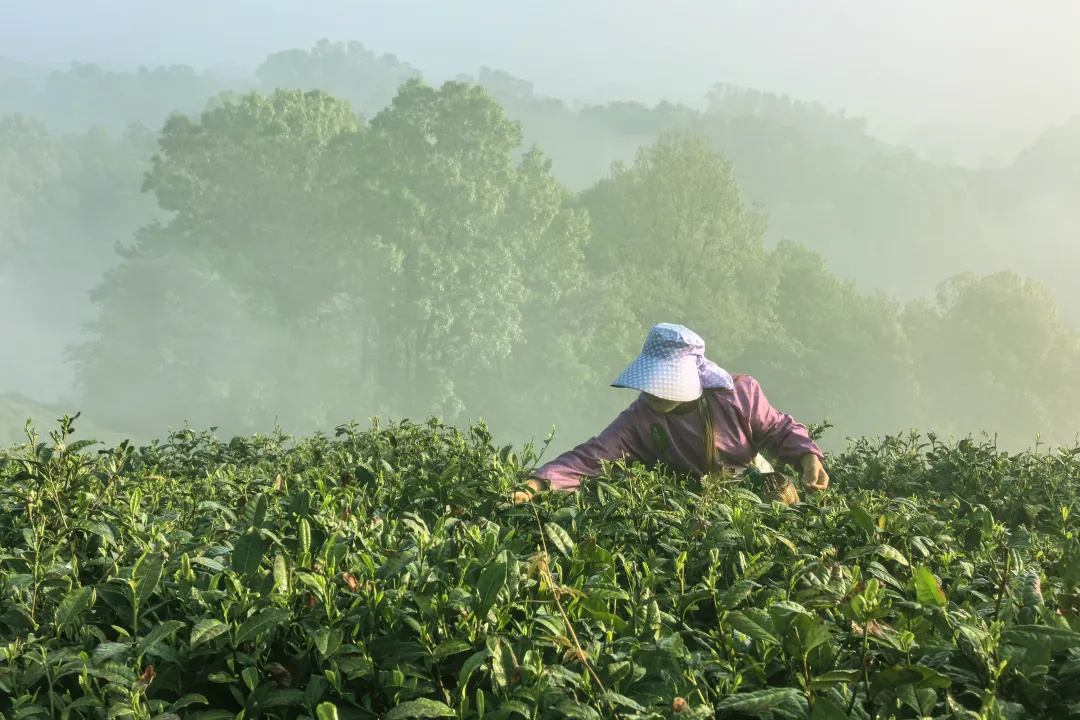 清明浉河茶旅|赴一场春与茶的诗意之约