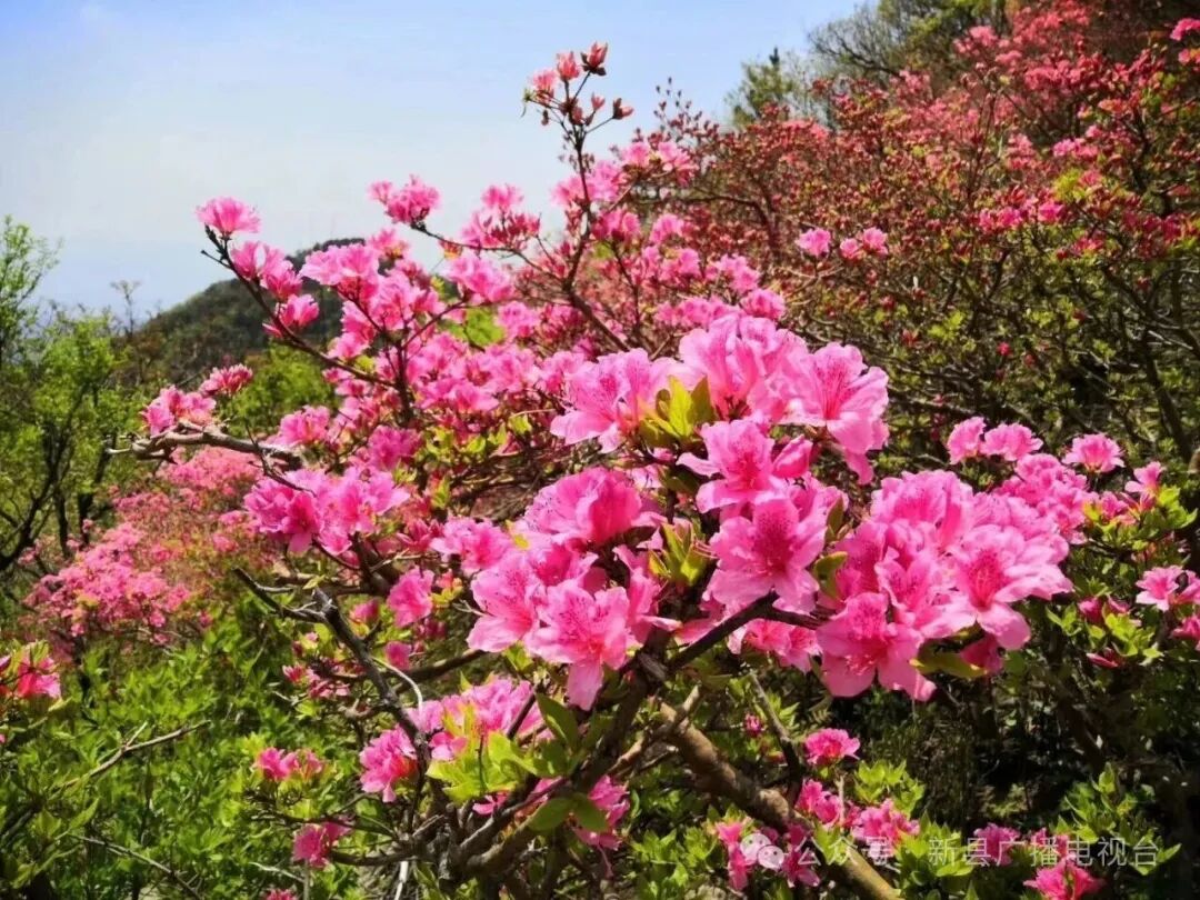 新县田铺黄毛尖：杜鹃花开 漫山遍野
