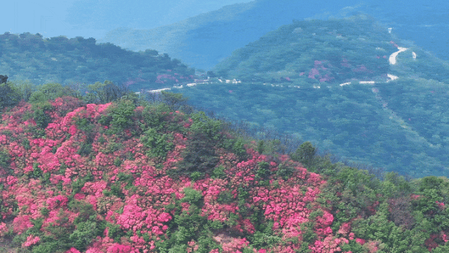 新县田铺黄毛尖：杜鹃花开 漫山遍野