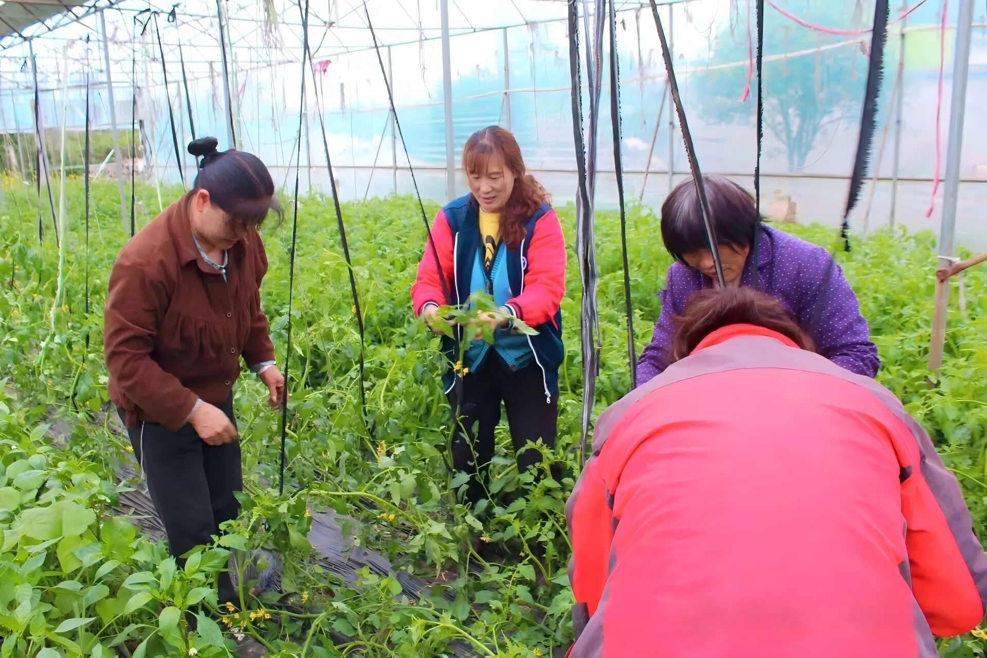 春日慢熟：洋河镇番茄正当时