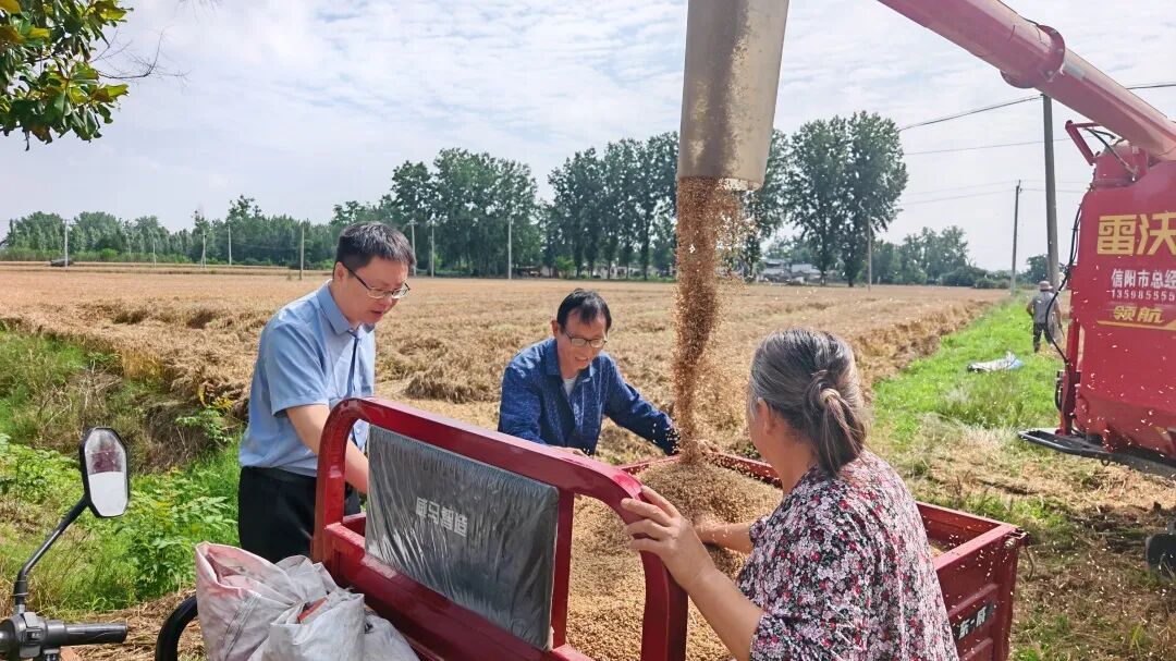 抢收正当时！平桥区全力迎战“三夏”，守护每一粒小麦归仓