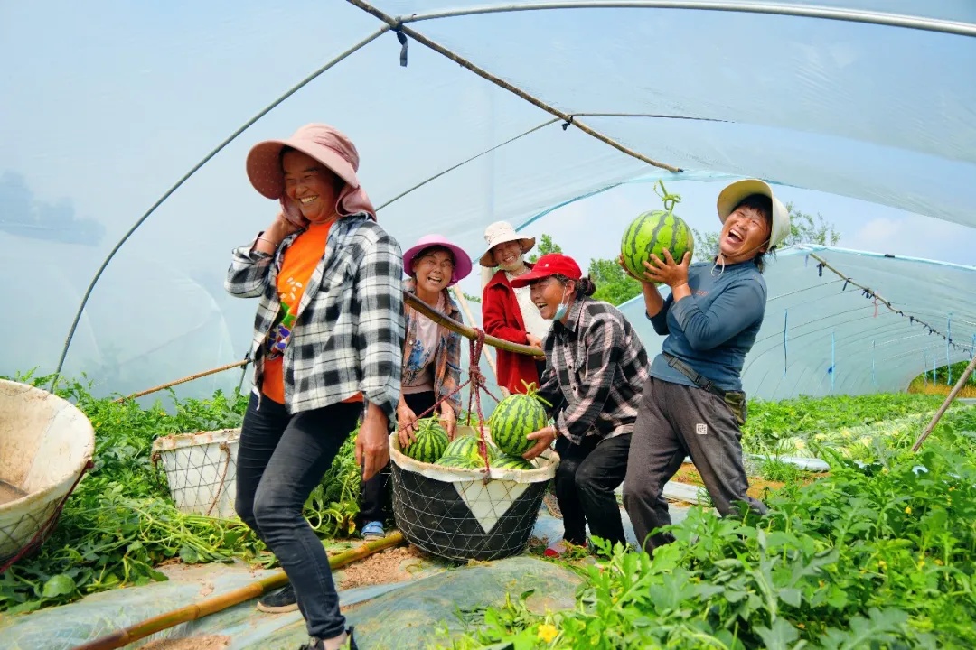 瓜未全熟已订光  洋河西瓜闯四方