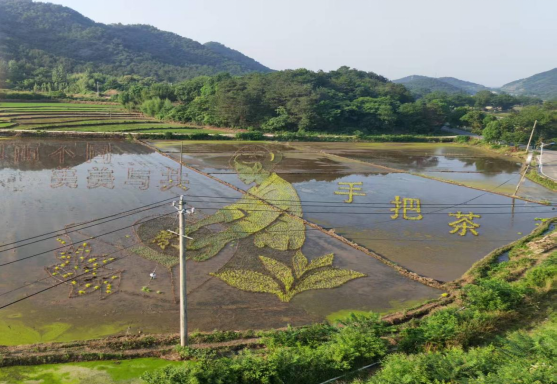 县农科所：彩稻绘田园 科创兴农旅