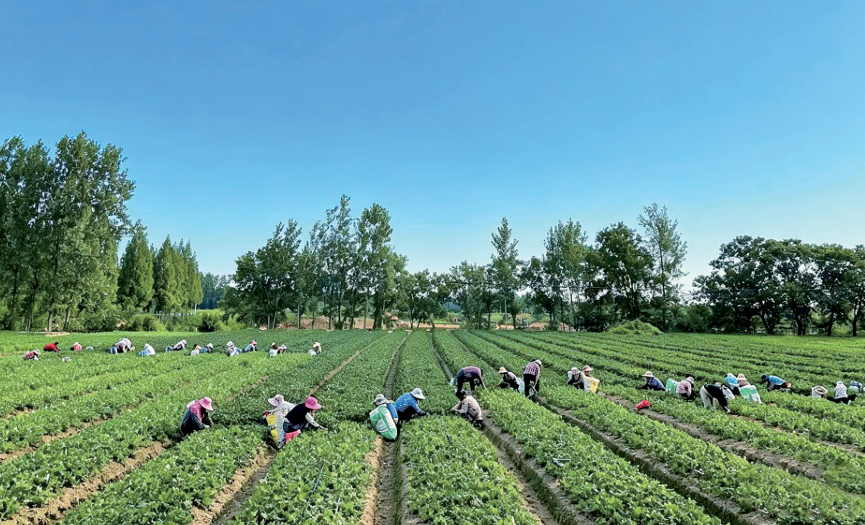抗病性强、开花早、挂果多!罗山优选草莓品种受市场青睐 抗病性强、开花早、挂果多!罗山优选草莓品种受市场青睐
