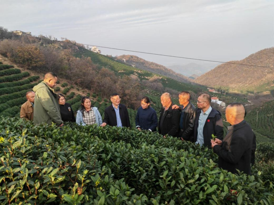信阳市茶文化协会 搭建服务平台 助力茶产业高质量发展