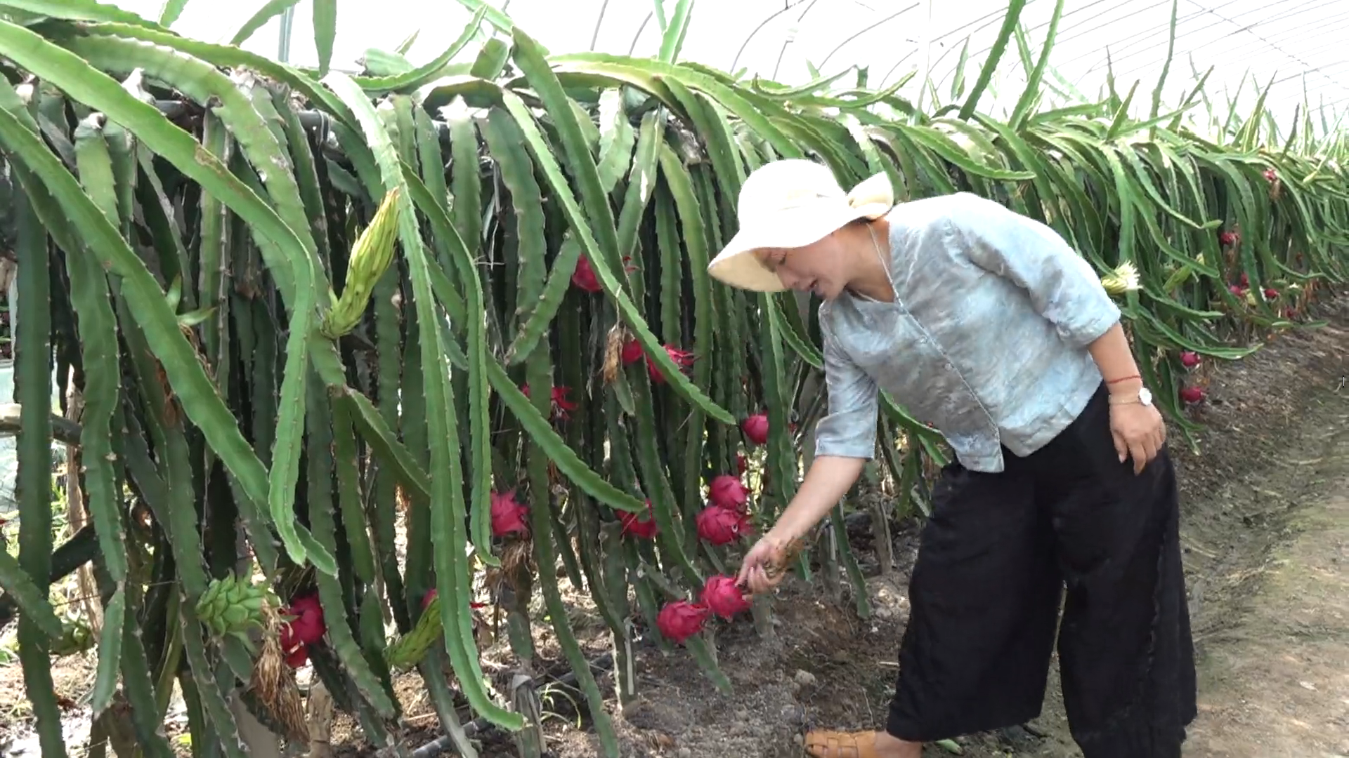 浒湾乡：夏日“红果”挂枝头 农旅采摘正当时