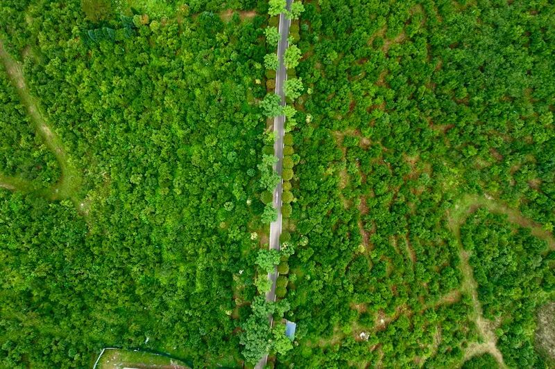 司马光油茶园。人民网记者 戴泽鑫摄